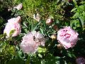 2009-0602-Peony_1440-24,9C